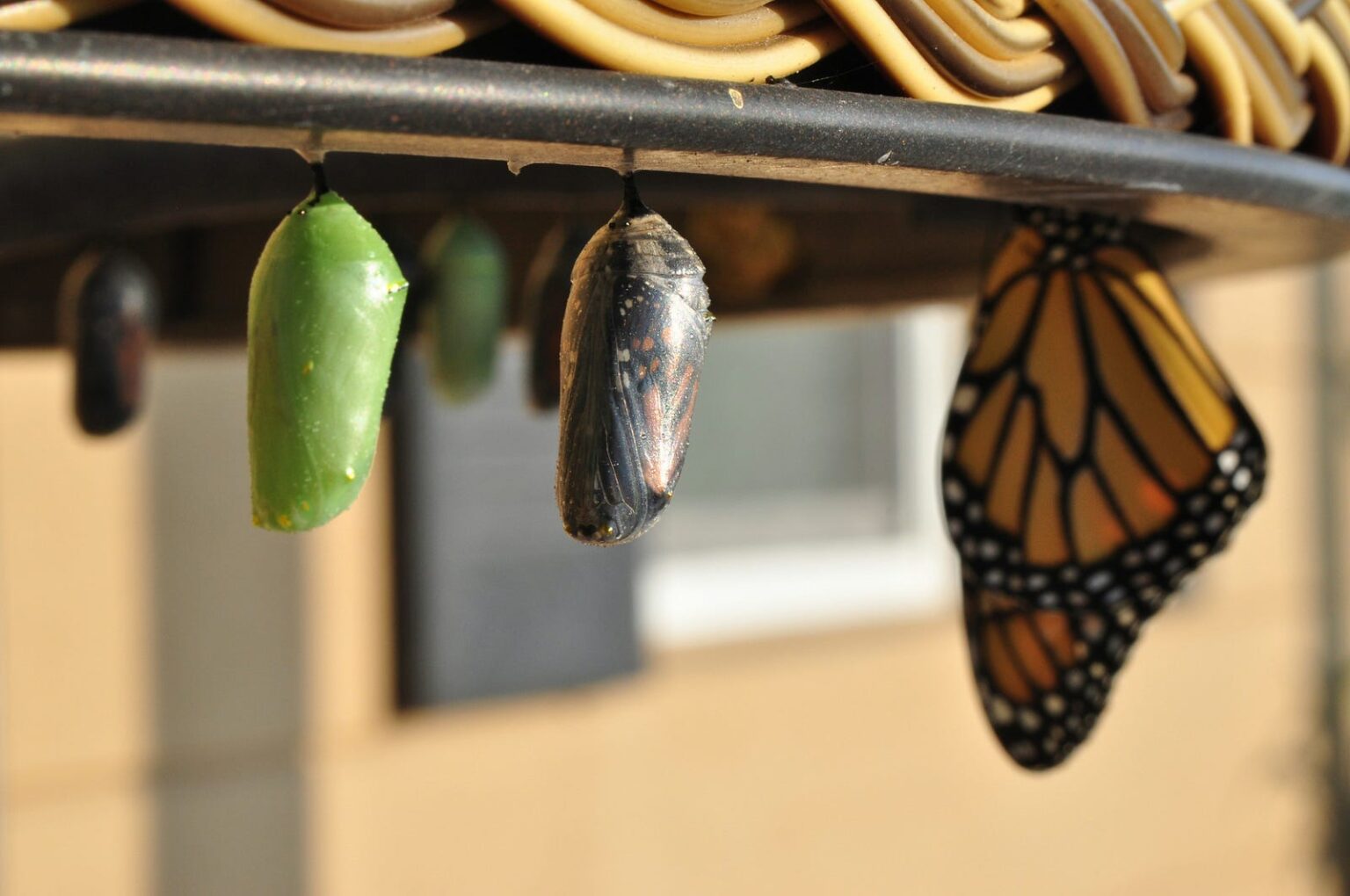 A butterfly and chrysalises hanging down