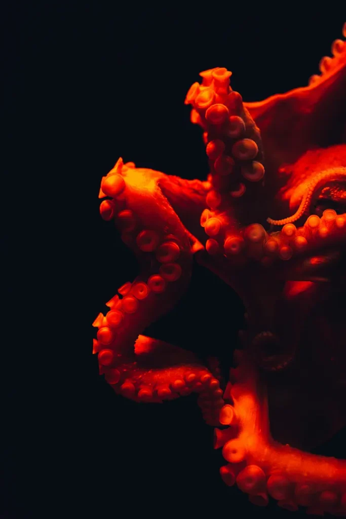 An octopus (photo by Masaaki Komori on Unsplash)