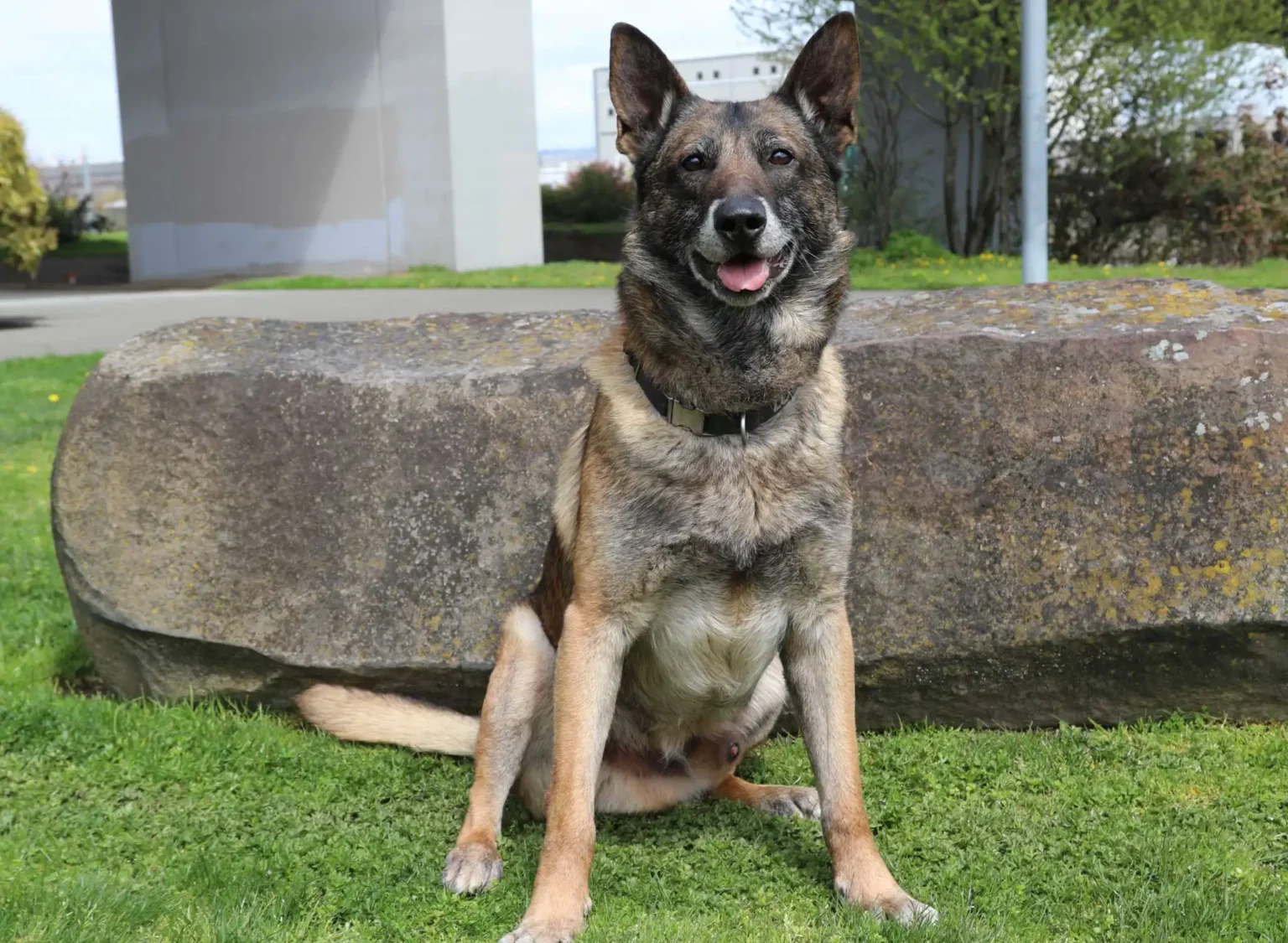 Border Patrol Mourns the Loss of K9 Lloyd, Honored Partner and Protector HS Today
